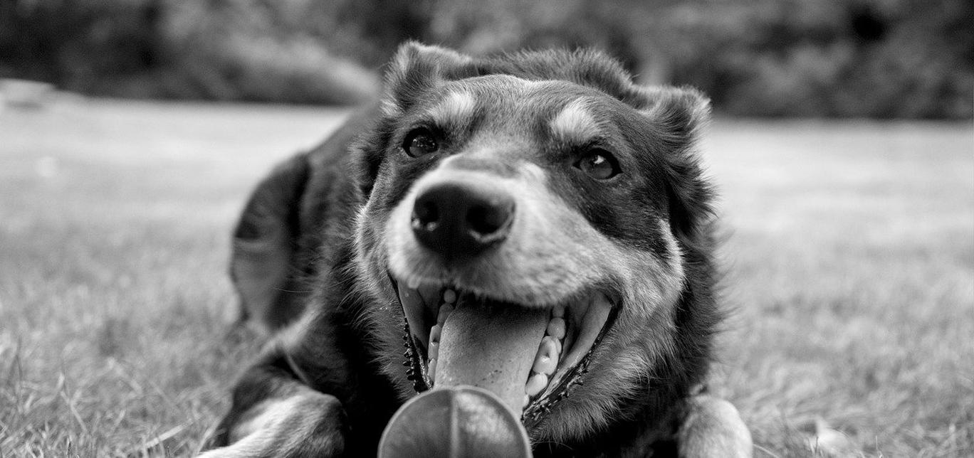 I polipi nasali nei cani