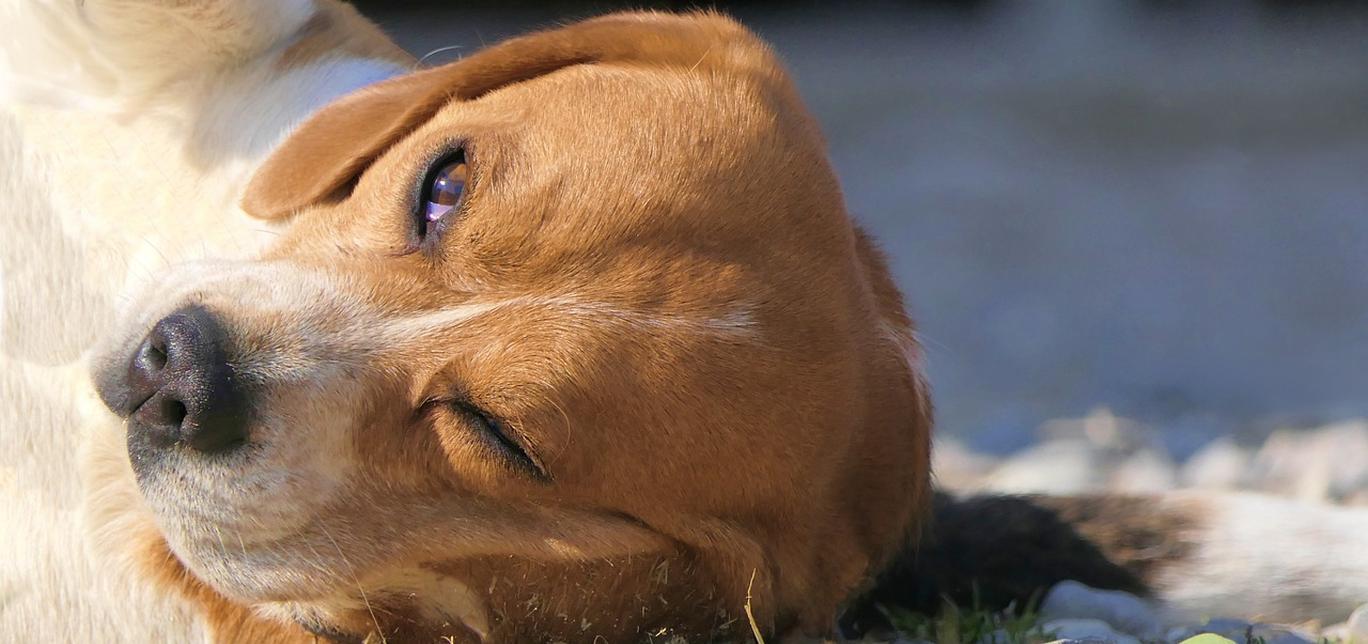 I tumori nasali nei cani: Una Guida per Proprietari di Cani