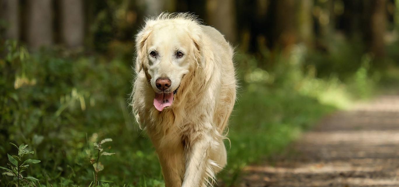 Infezioni Batteriche da L-forme nei Cani: Una Sfida Diagnostica e Terapeutica