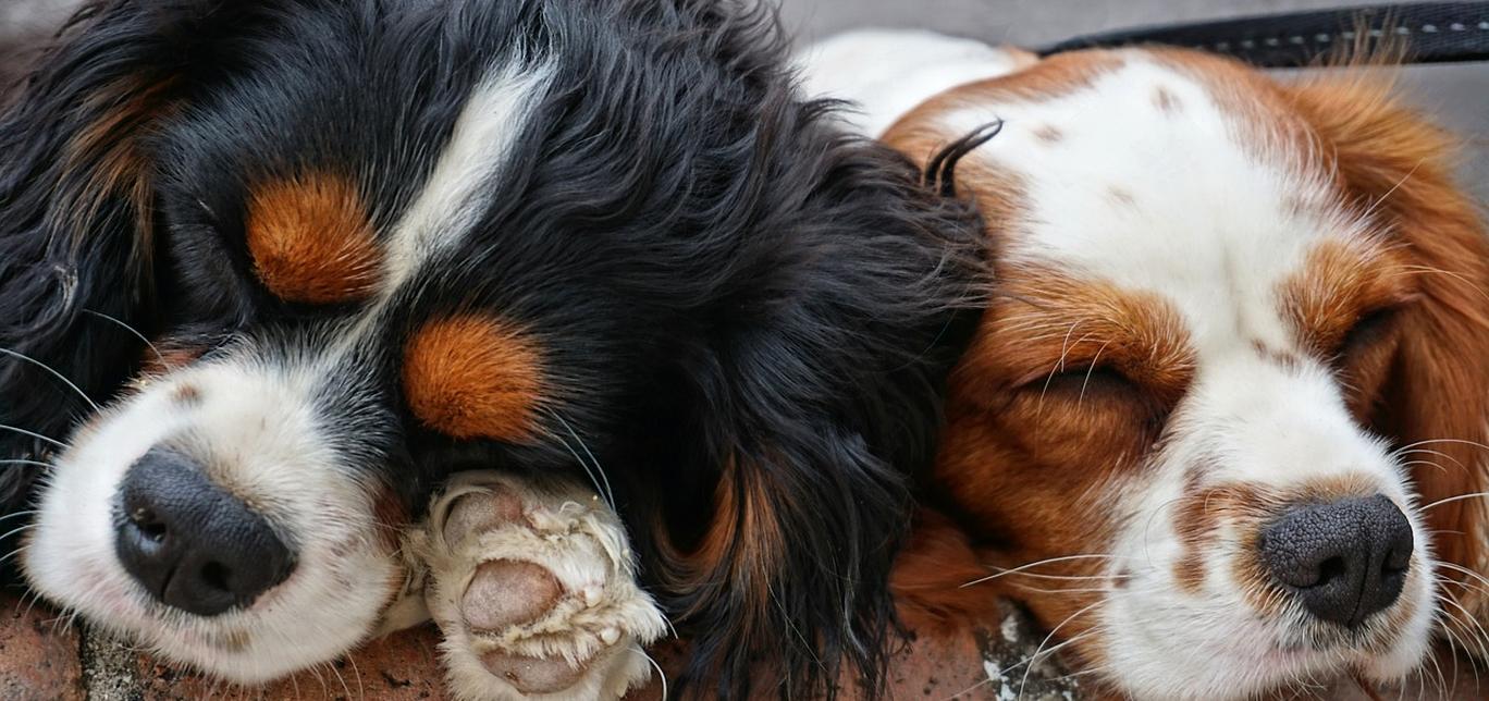 Rottura della parete atriale nei cani: Un'emergenza veterinaria