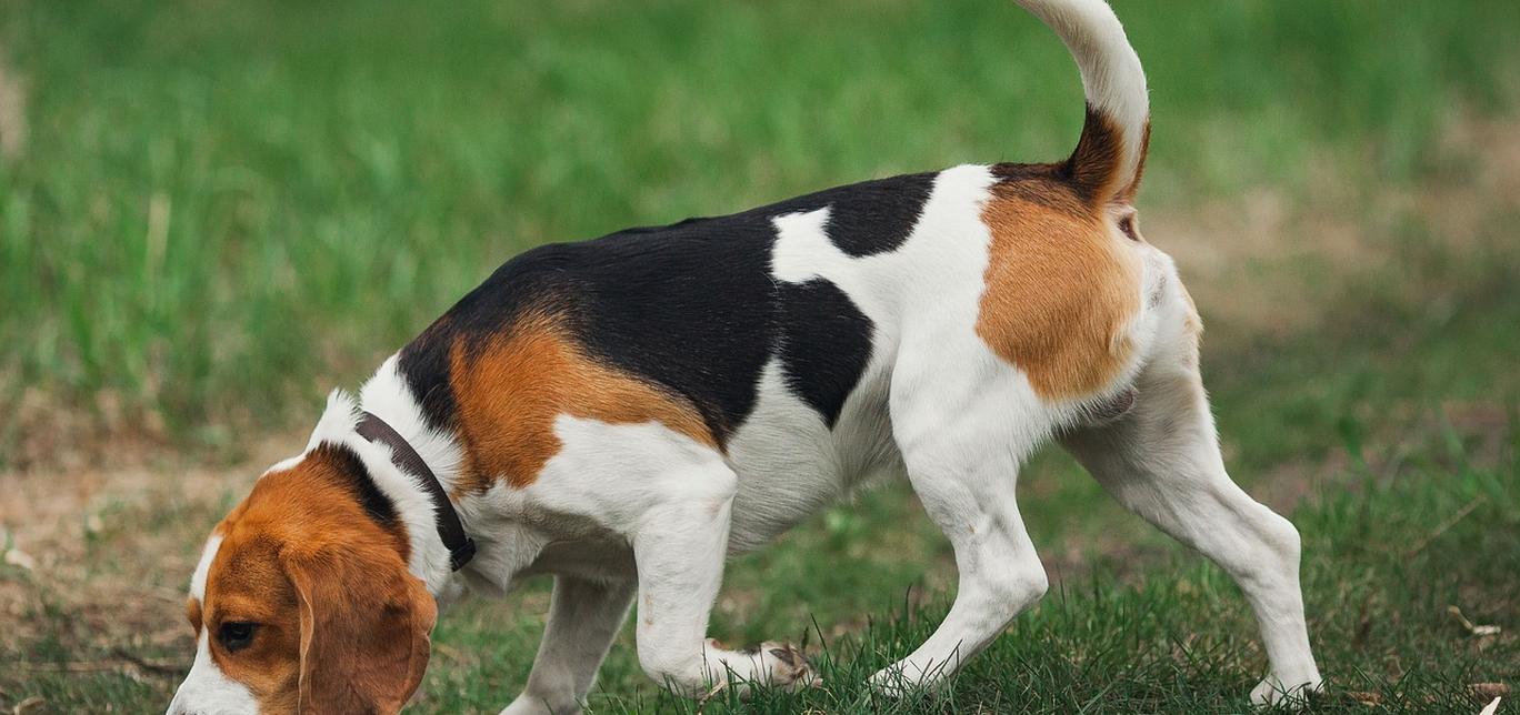 Tossicità da zinco nei cani