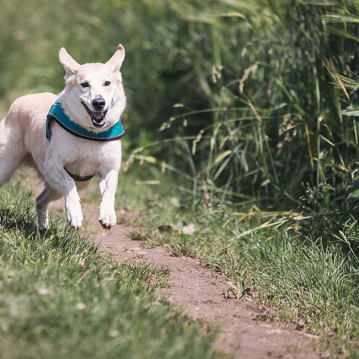 Area Cani: Creare uno Spazio Sicuro per il tuo Amico a Quattro Zampe