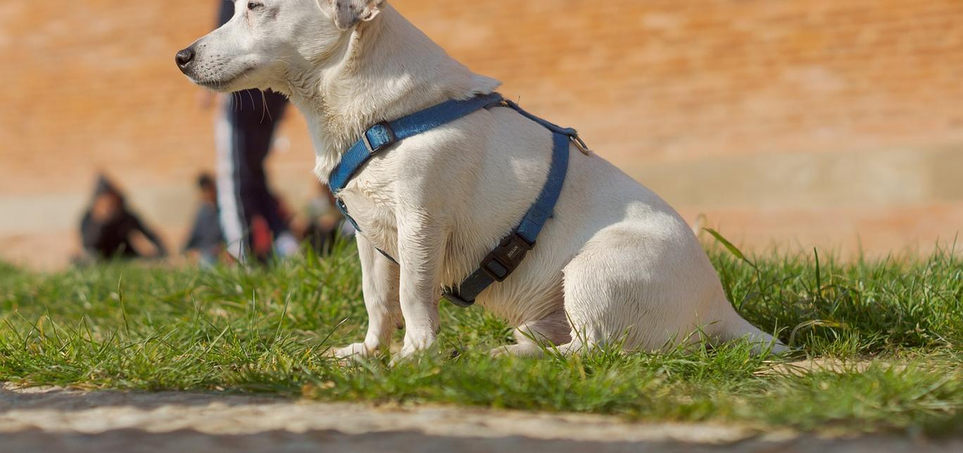 Aspettativa di vita nelle diverse razze canine