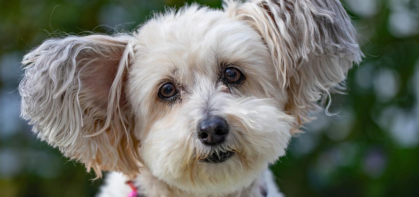 Cani di Piccola Taglia: Le Razze più Adorabili