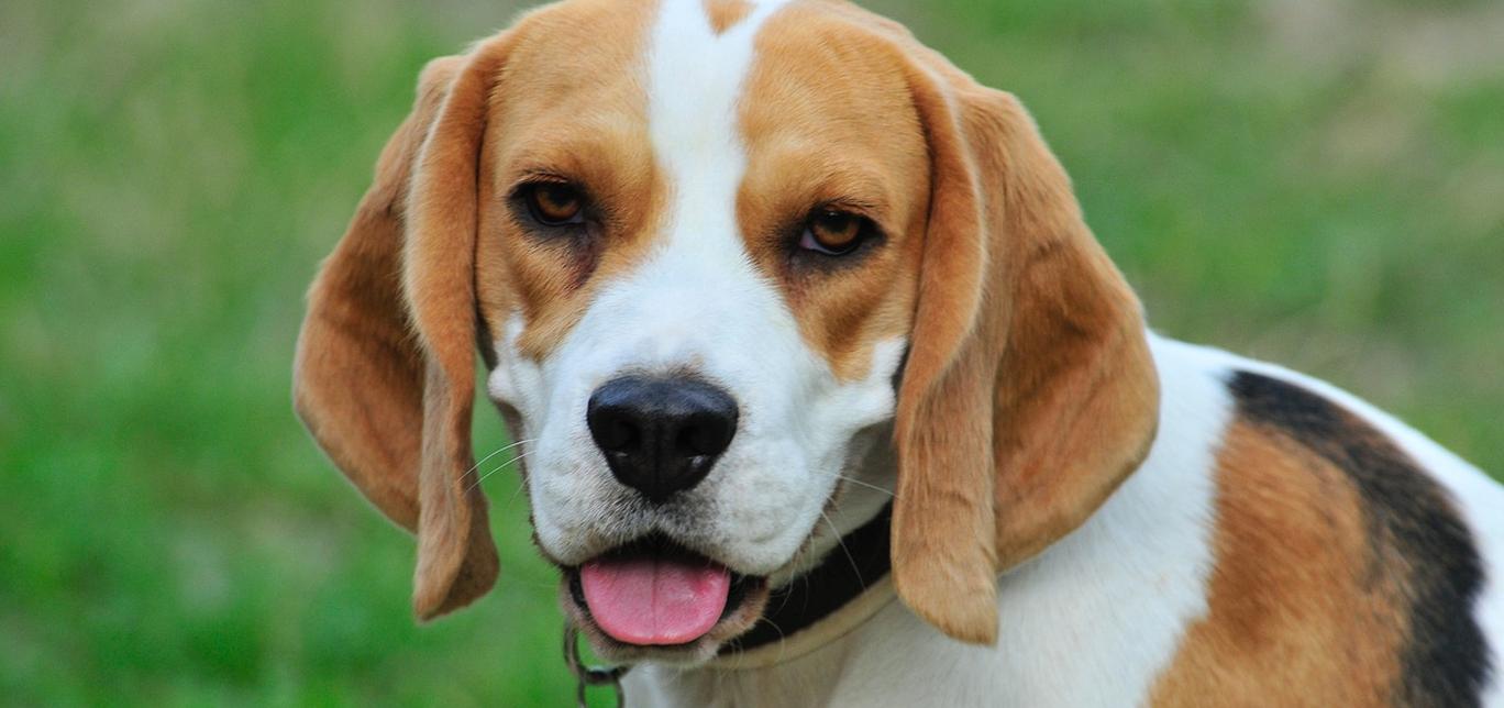 Capisci quale razza di cane è adatta a te: consigli per fare la scelta giusta