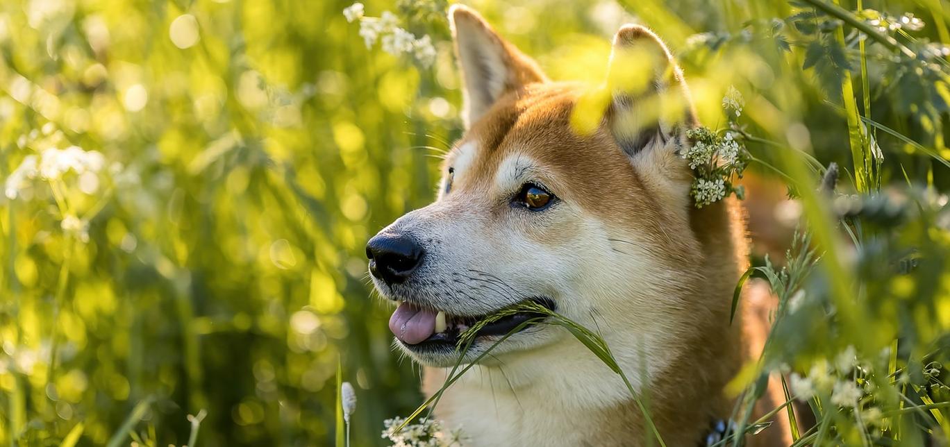 Un viaggio tra tutte le razze canine: guida completa e dettagliata