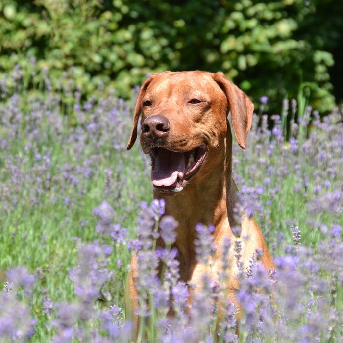 Anatomia del sorriso canino: sviluppo e numero dei denti