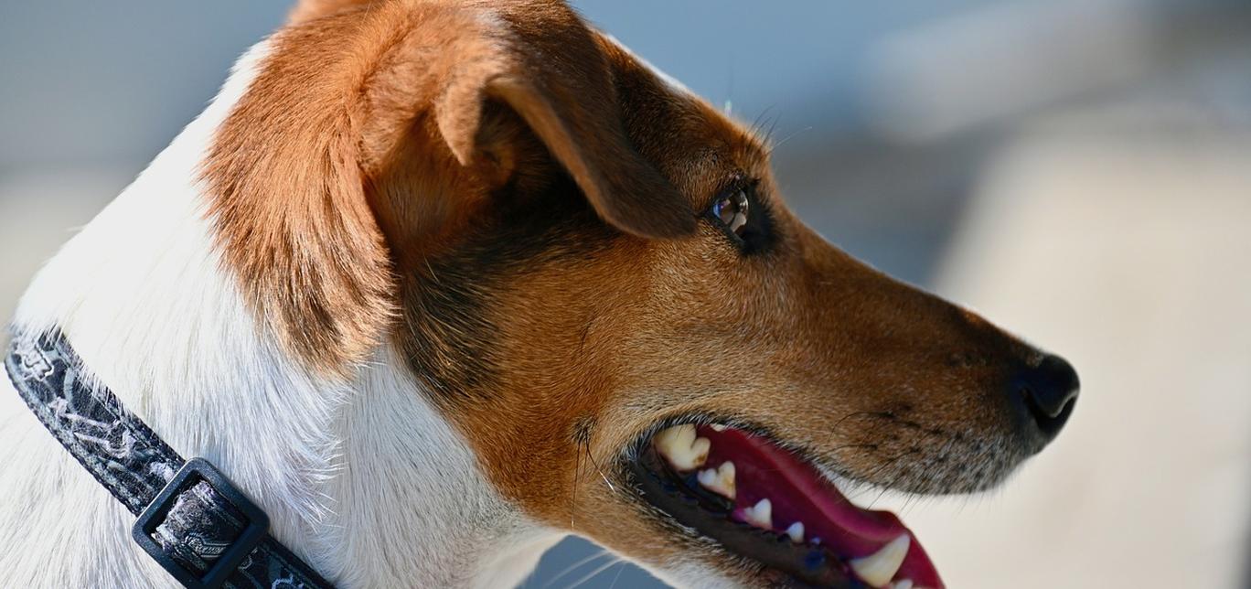 Antiparassitario per Cani: Come Scegliere il Migliore