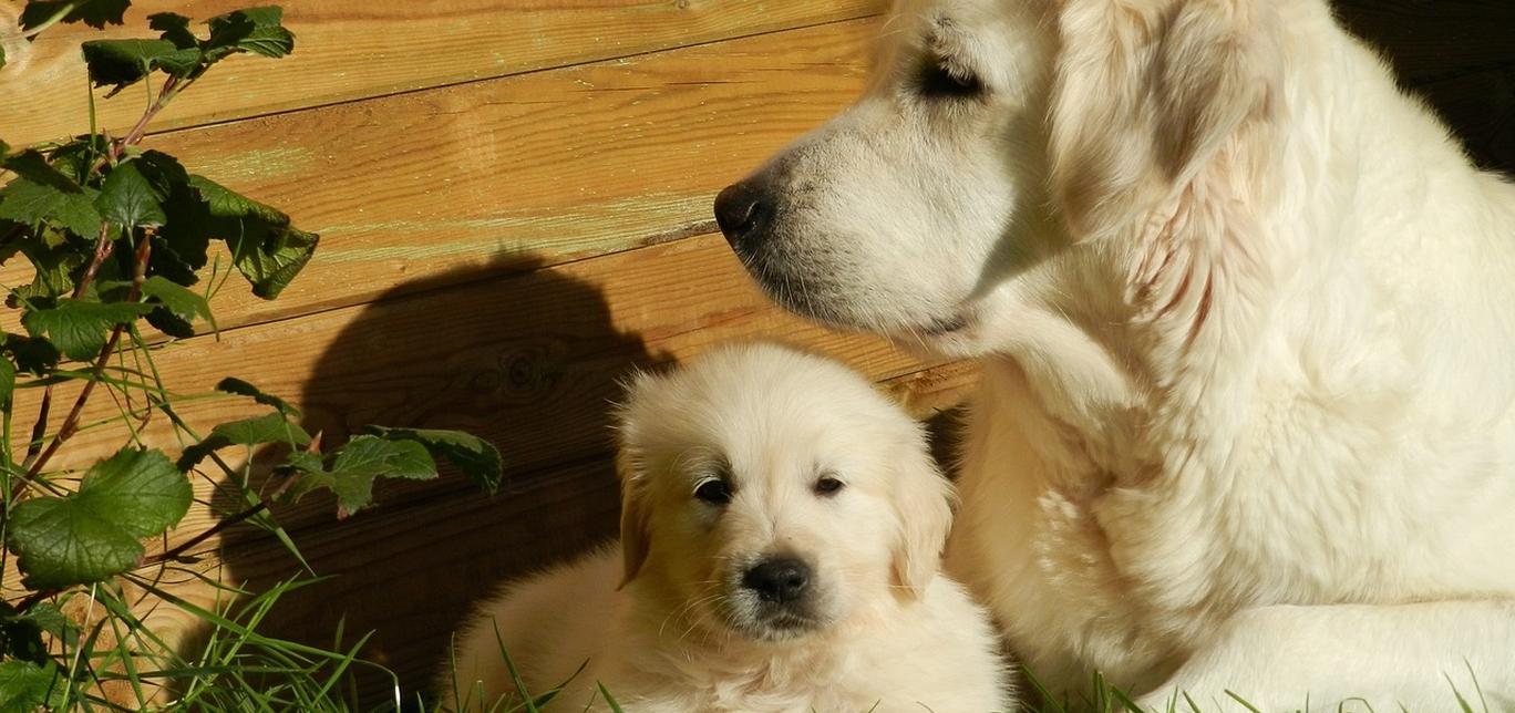 Ciclo riproduttivo del cane: durata e segnali