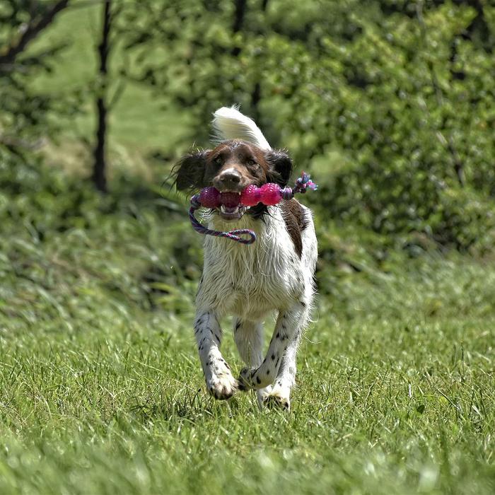 Combattere le zecche nei cani: prevenzione e rimozione