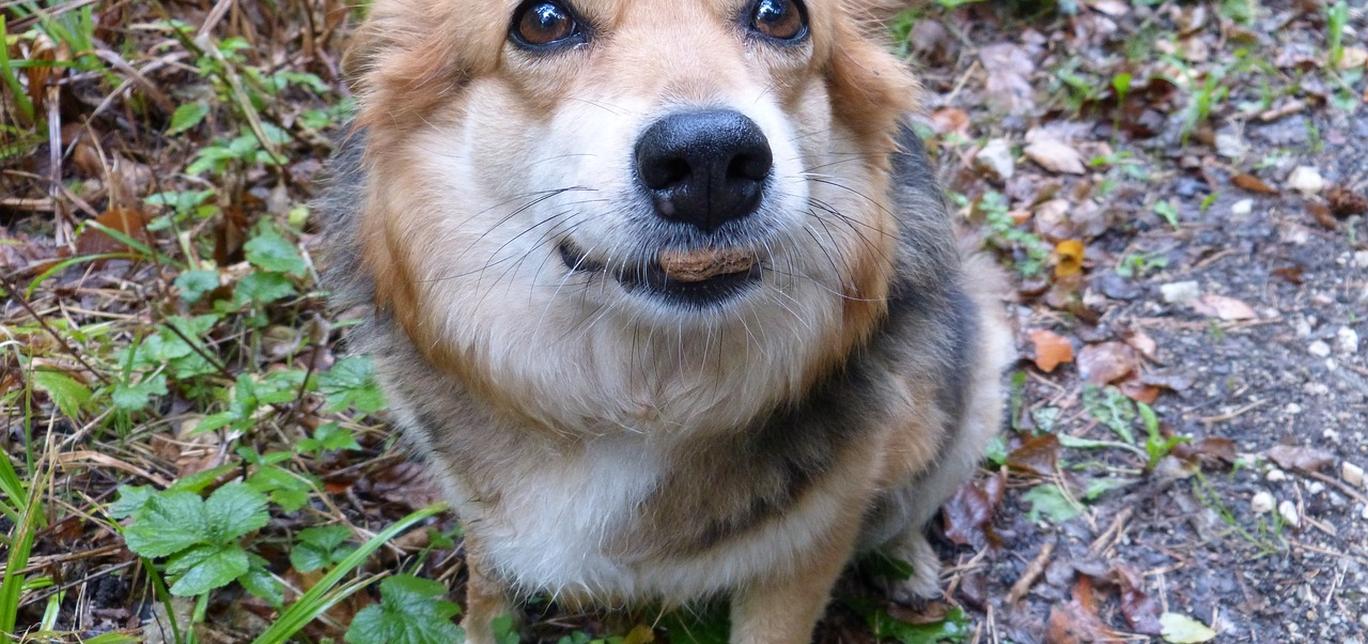 Come Calcolare l’Età dei Cani: Guida Pratica