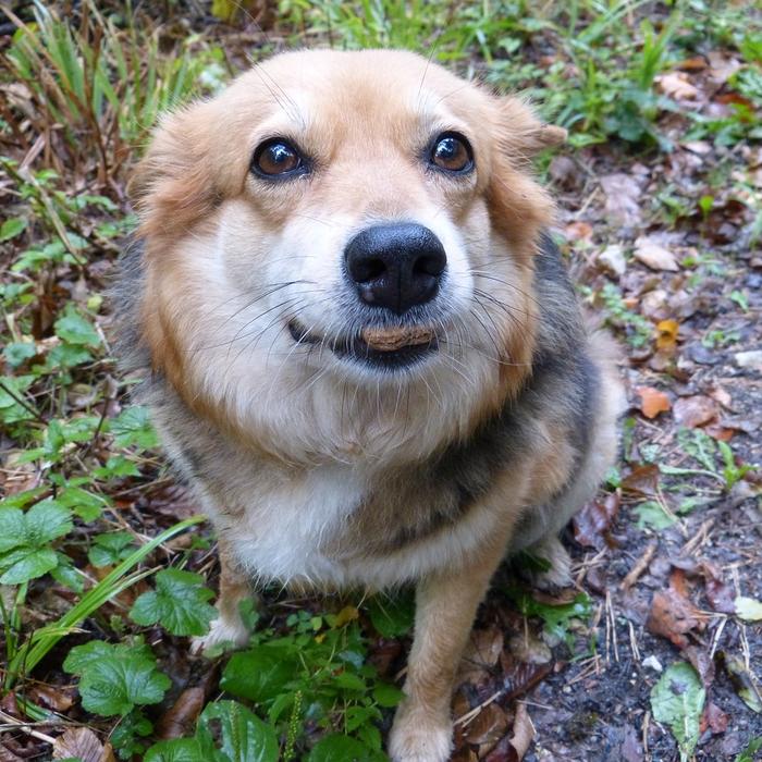 Come Calcolare l’Età dei Cani: Guida Pratica