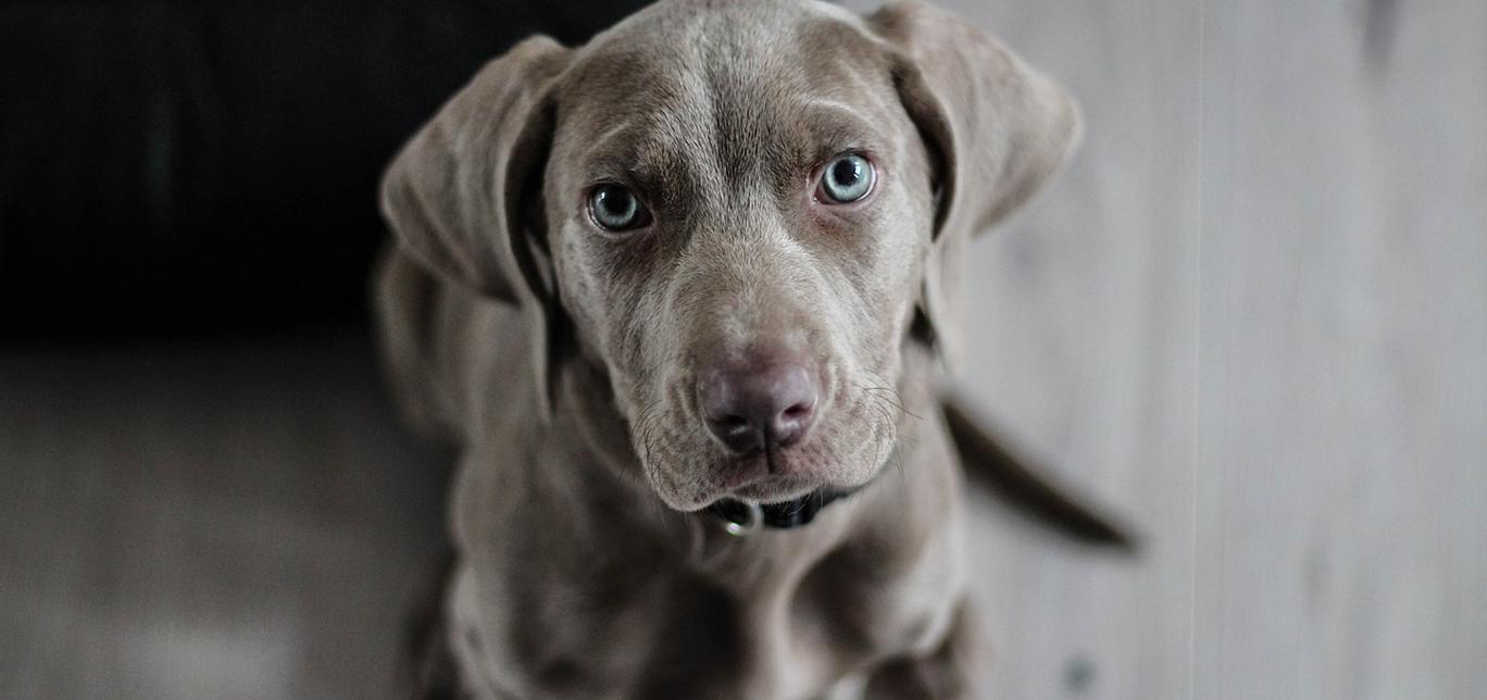 Come Far Vomitare il Cane: Quando e Come Farlo