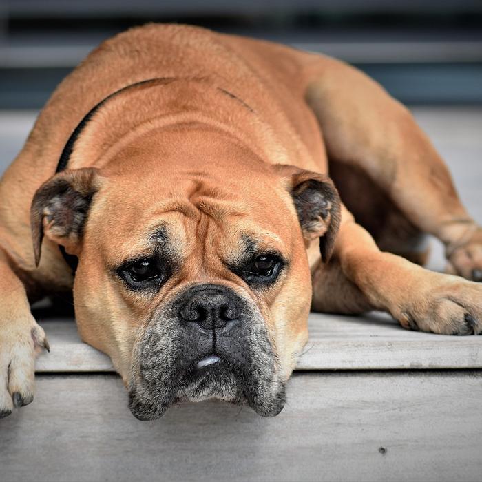 Come Misurare la Febbre al Cane: Guida Pratica