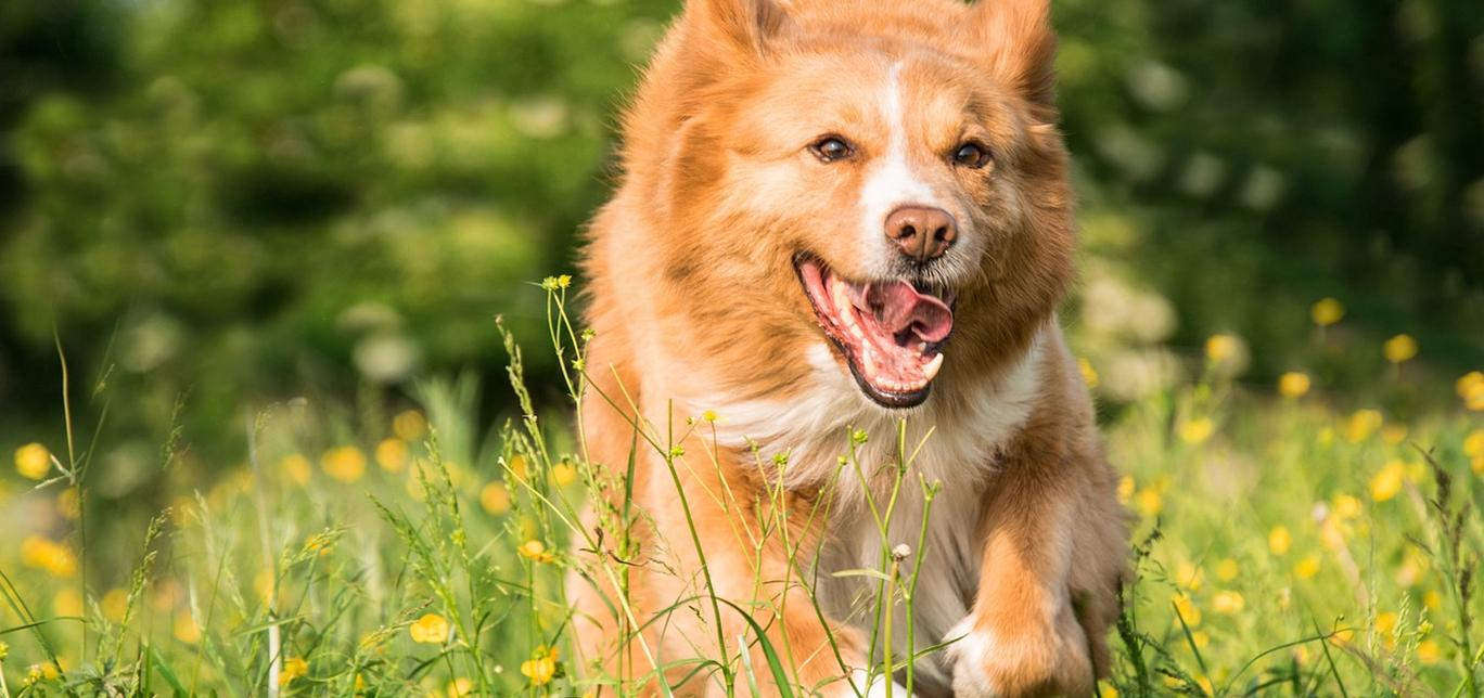 Come prevenire le malattie del tuo cane