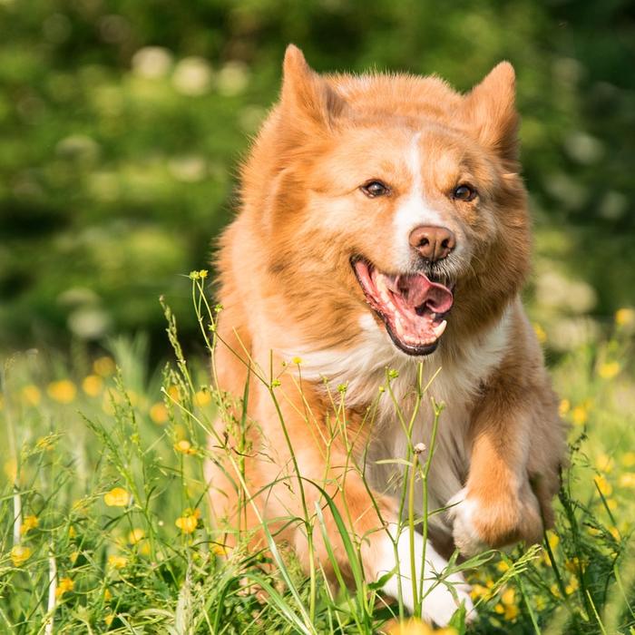 Come prevenire le malattie del tuo cane