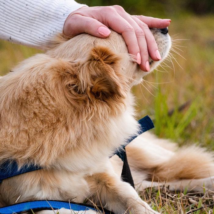 Come si Misura la Febbre ai Cani: Guida Pratica