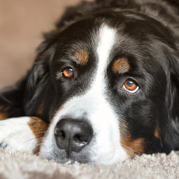 Come Vede un Cane: La Visione Canina Spiegata