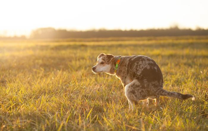 Coprofagia nei cani: perché mangiano le feci e come fermarli