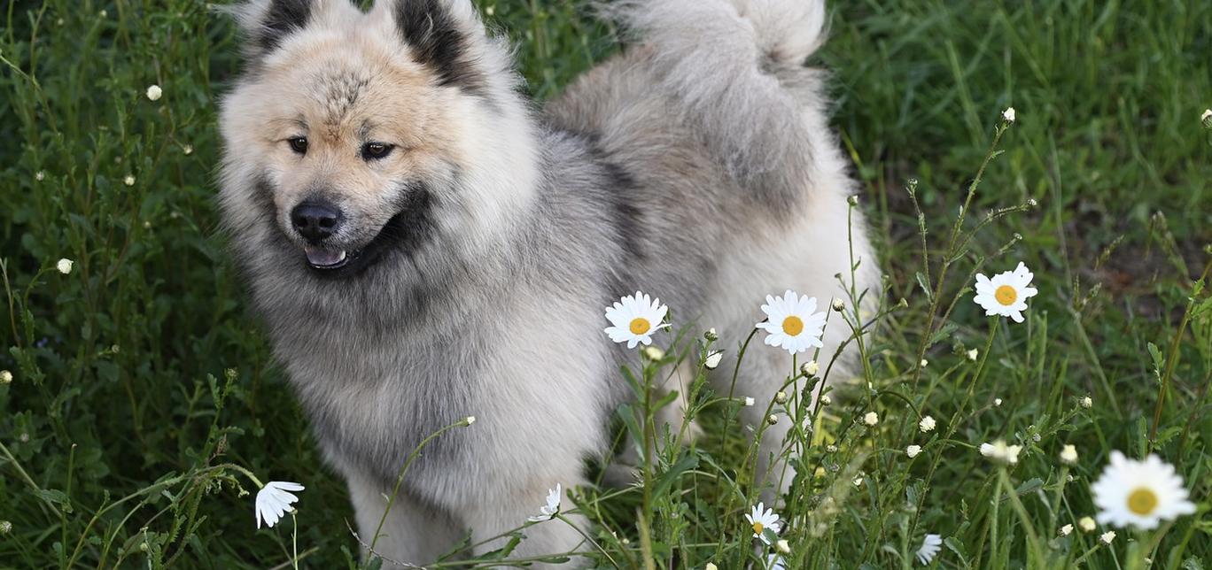 Cos'è la gastroenterite nei cani?