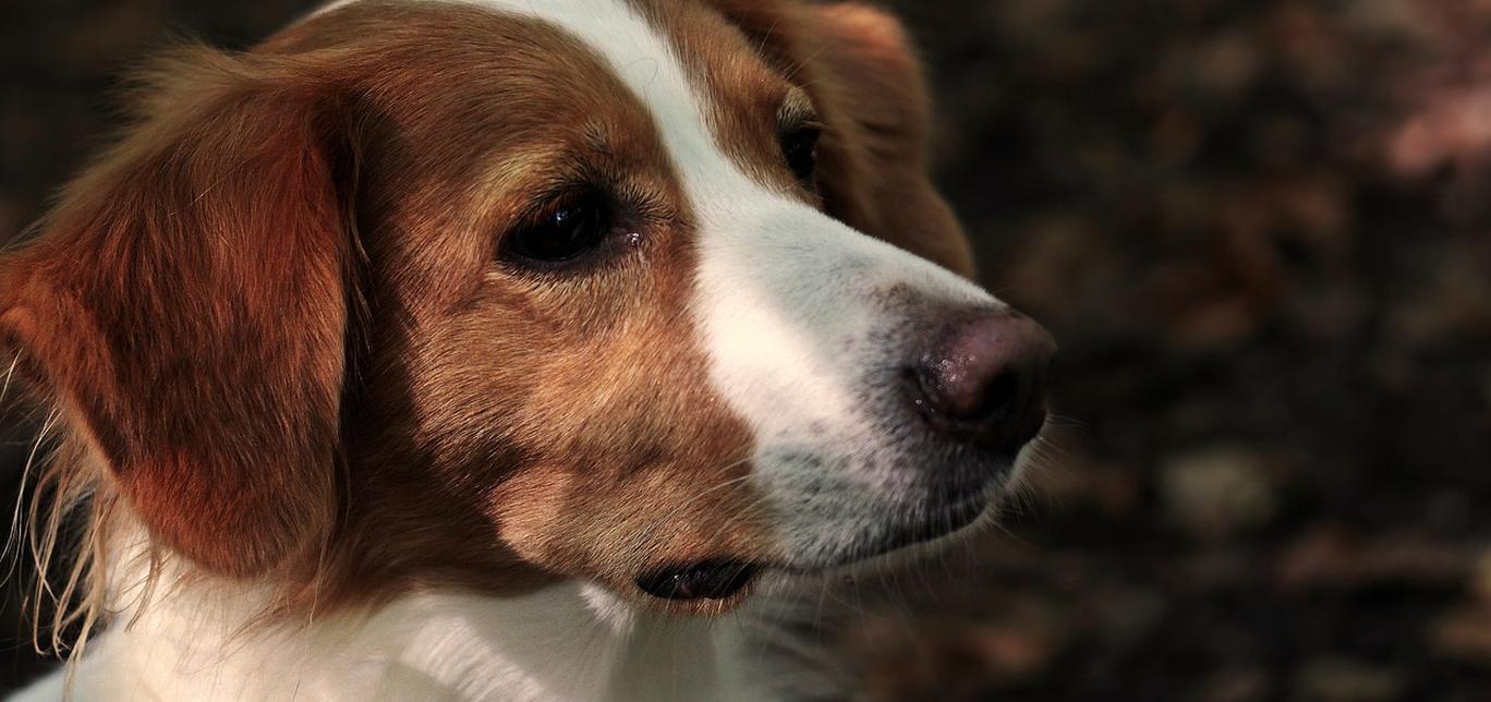 Cos'è la Giardia nei cani?