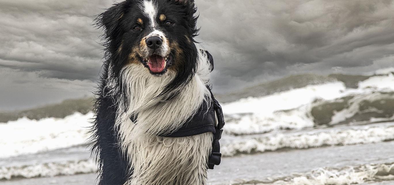 Cos'è un problema urinario in un cane?