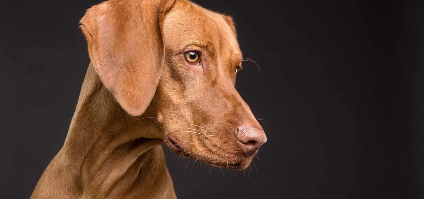 Cosa sono gli acari dell'orecchio nei cani?