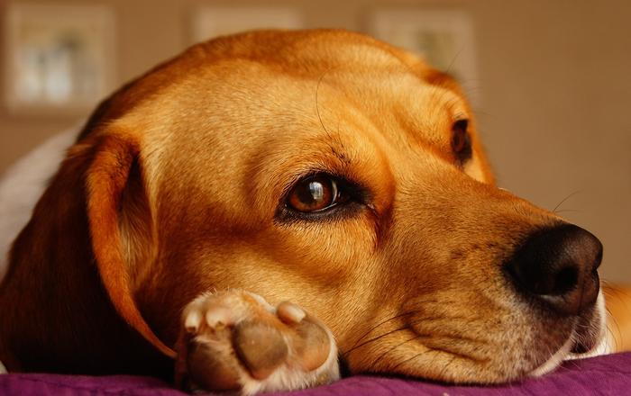 Cosa sono i tumori nei cani?