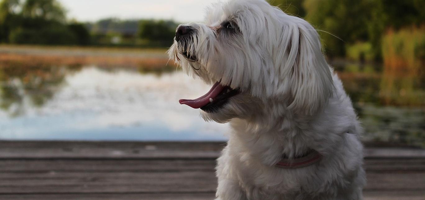 Cosa sono i vermi polmonari nei cani?