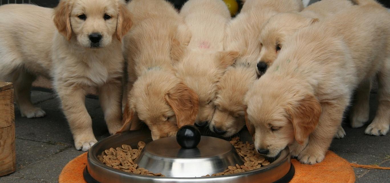 Cosa sono le allergie alimentari nei cani?