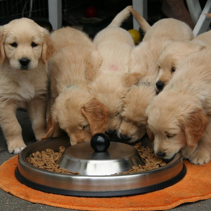 Cosa sono le allergie alimentari nei cani?