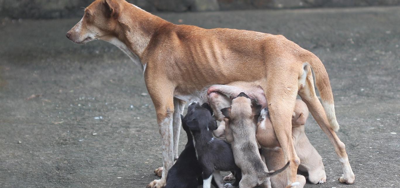 Distocia nei Cani: Quando il Parto Diventa un'Emergenza