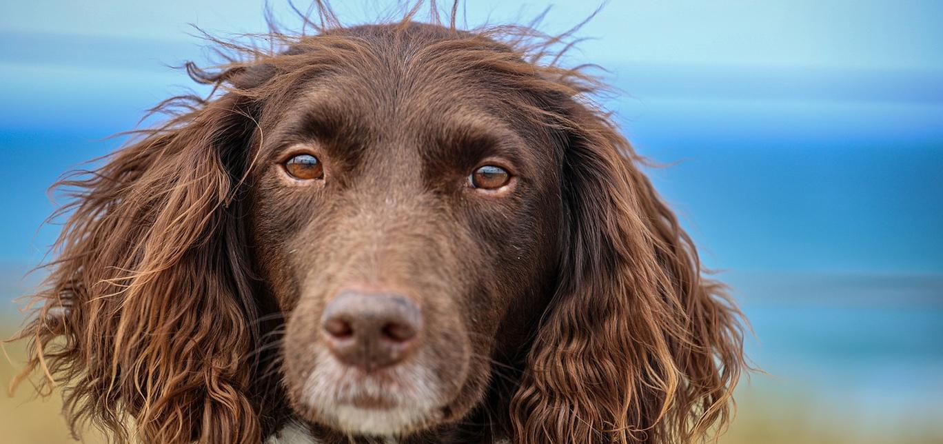 Età dei Cani: Come Calcolarla