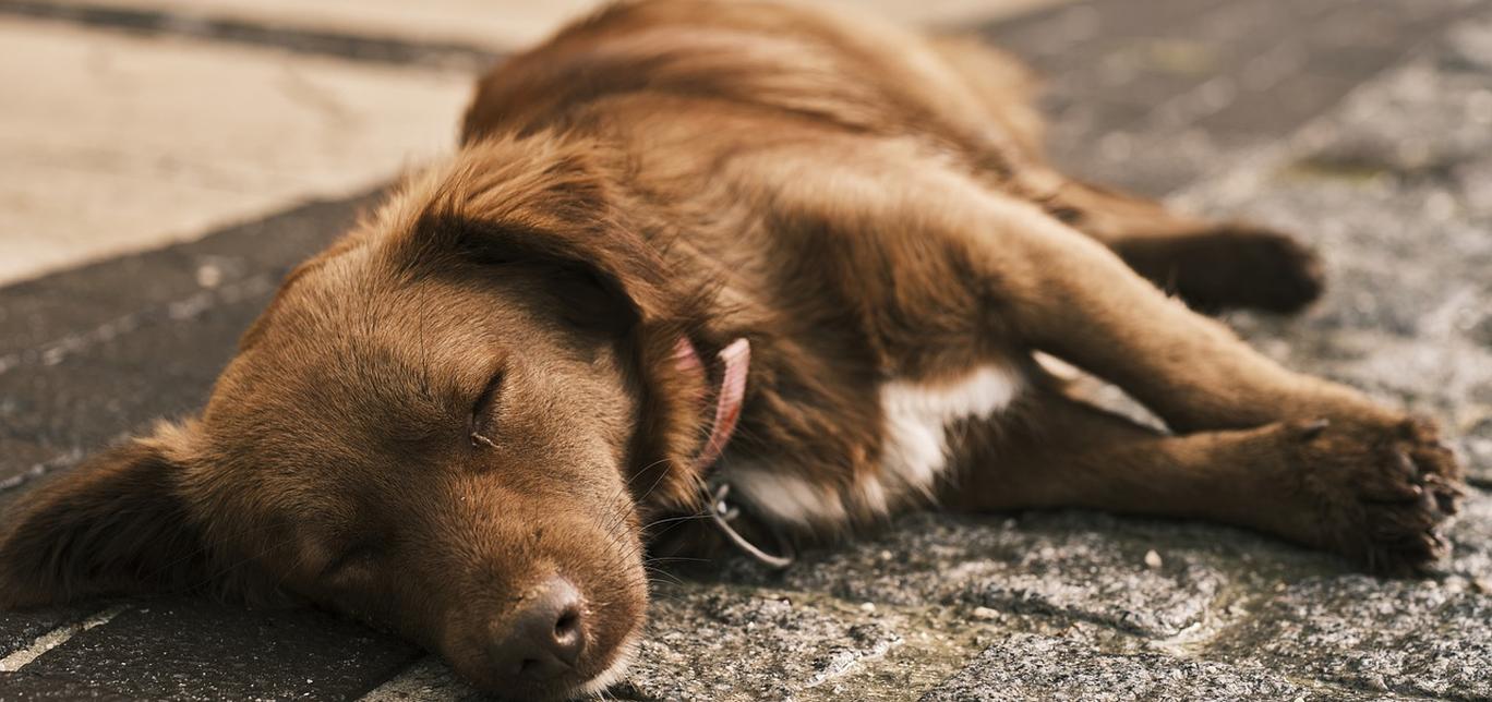 Fermenti Lattici per Cani: Quando e Come Usarli