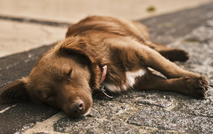 Fermenti Lattici per Cani: Quando e Come Usarli