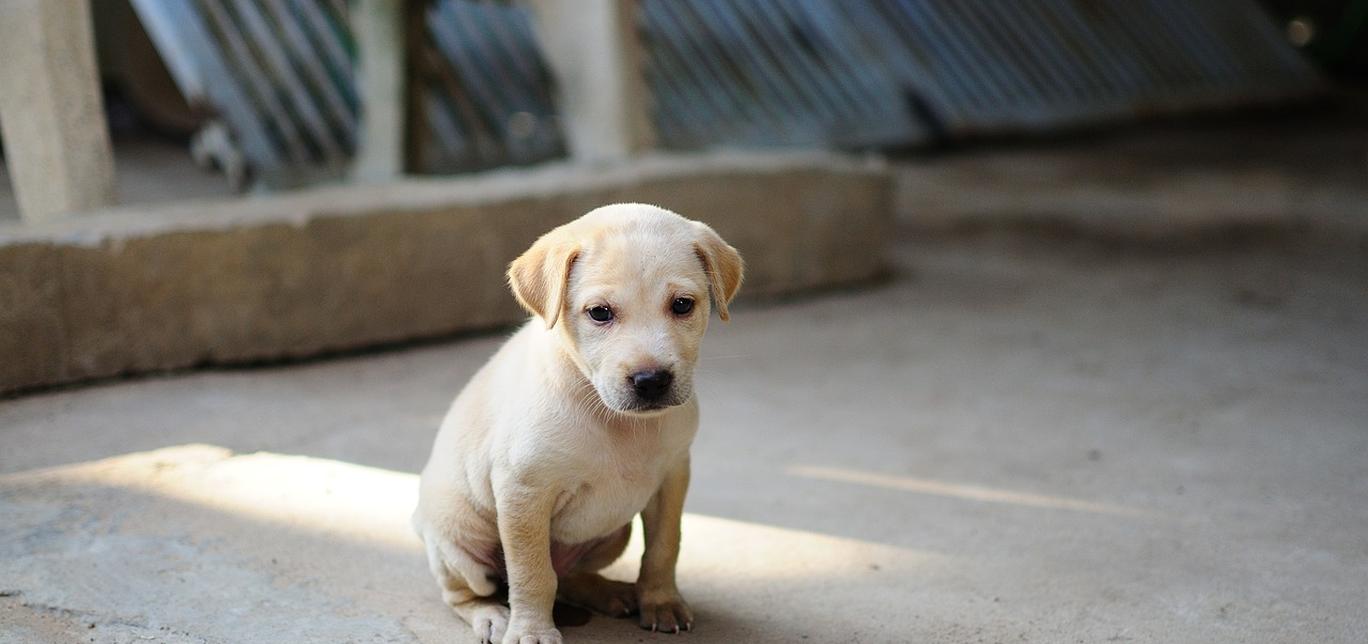 I cuccioli che non crescono a un ritmo normale o che sono troppo piccoli per la loro età sono stentati