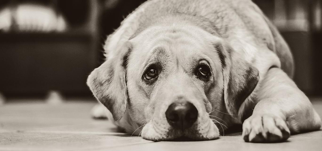 I vermi tondi nei cani: come riconoscerli, trattarli e prevenirli