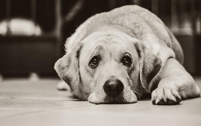 I vermi tondi nei cani: come riconoscerli, trattarli e prevenirli