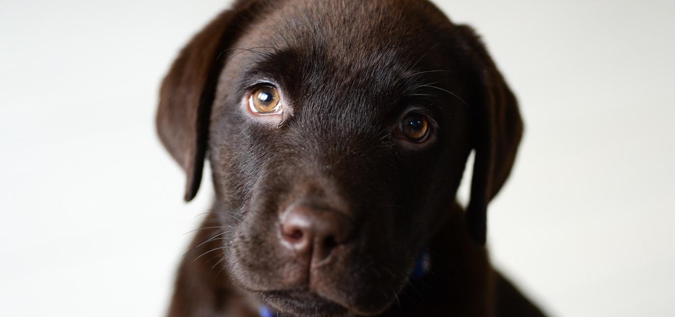 Il cancro nei cani: una realtà da affrontare con speranza e cura