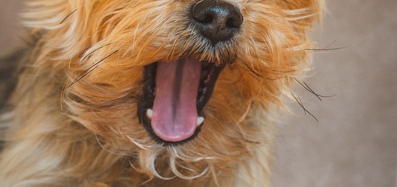 Il sonno del tuo cane: quante ore dorme e come migliorare il suo riposo