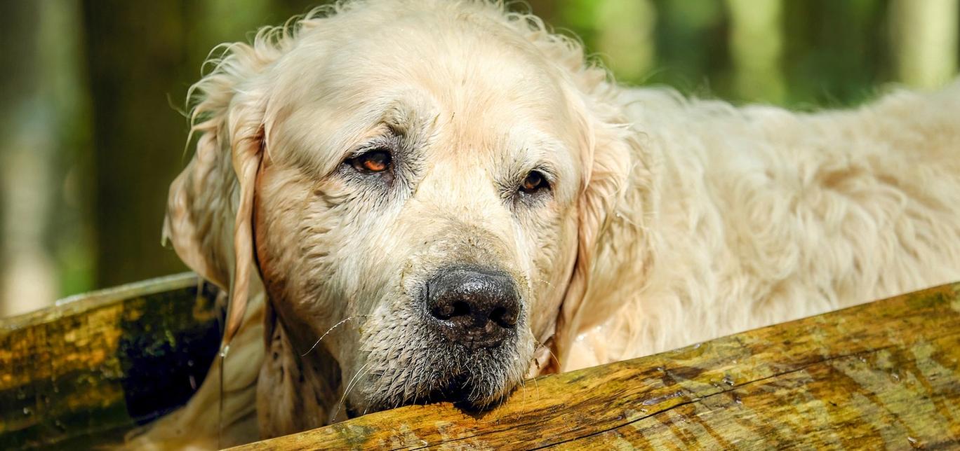 Il tuo amato cane anziano potrebbe non ricordare dove ha messo le chiavi della macchina, ma è capace di sperimentare dei 