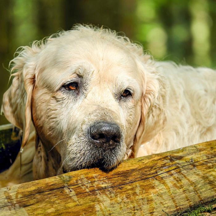 Il tuo amato cane anziano potrebbe non ricordare dove ha messo le chiavi della macchina, ma è capace di sperimentare dei 