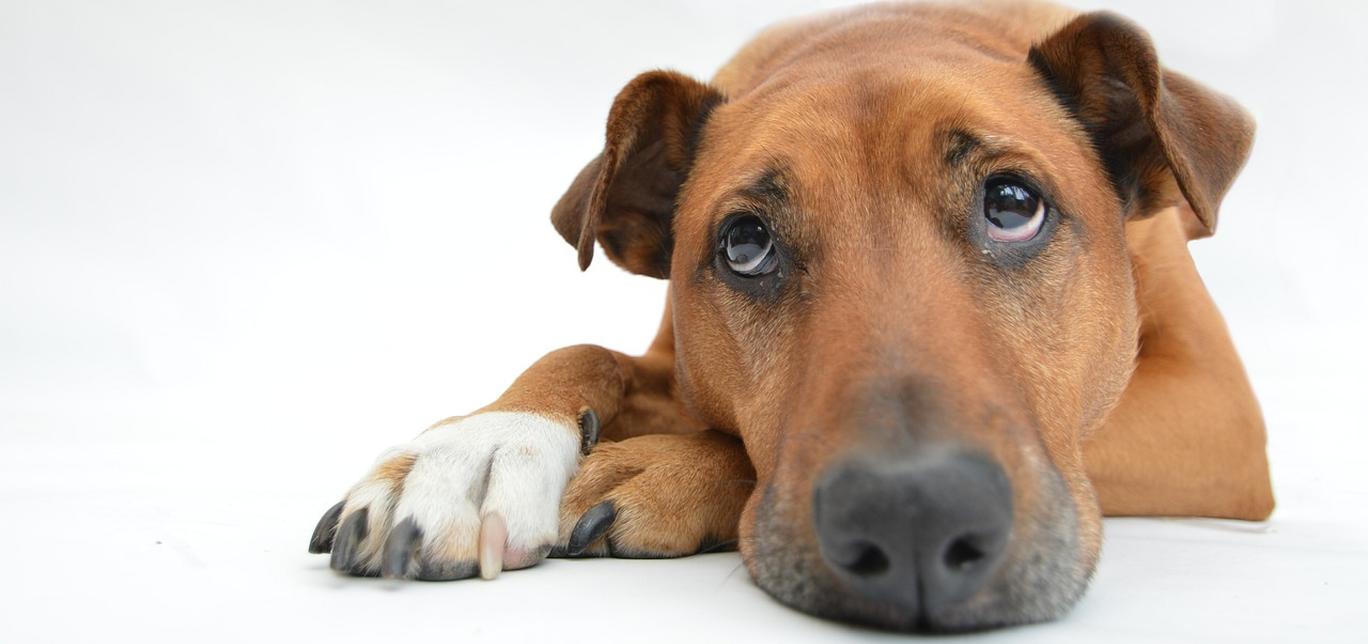 Insegna al tuo cane a mangiare lentamente: consigli per una digestione migliore