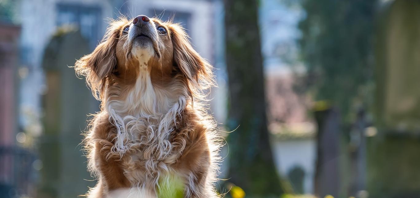 Iperlipidemia nei cani: Un Problema Silente Che Richiede Attenzione