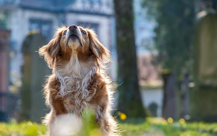Iperlipidemia nei cani: Un Problema Silente Che Richiede Attenzione