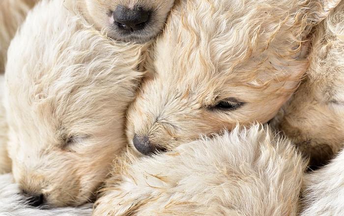 La Riproduzione Canina: Una Guida per Pratiche di Riproduzione Sicure e Sane