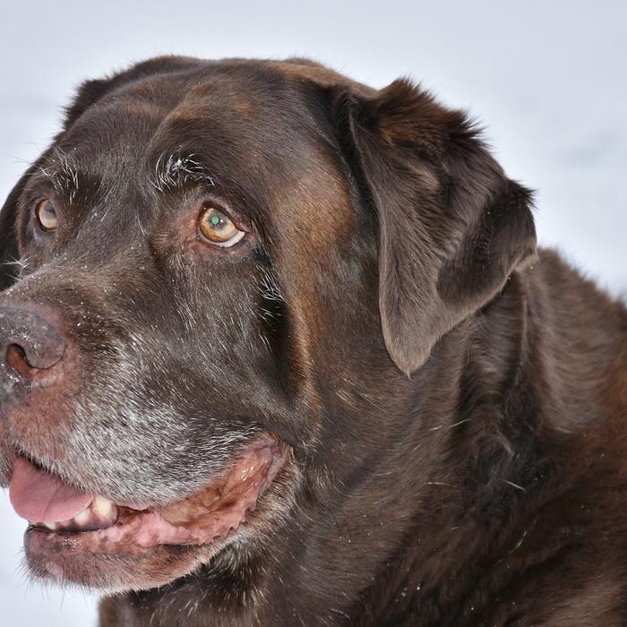 La Salute degli Animali Anziani: Cosa Monitorare per una Vecchiaia Sana