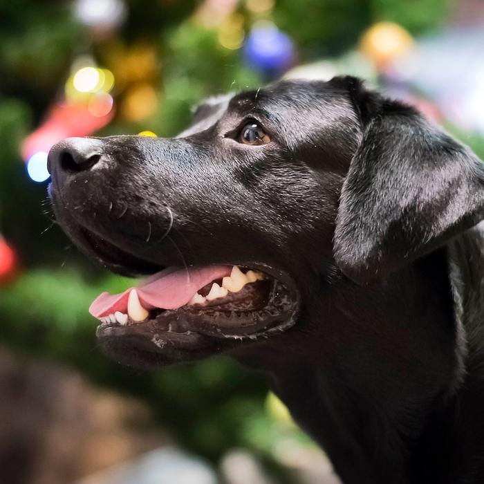 Le 10 piante più pericolose per il tuo cane: sai riconoscerle?