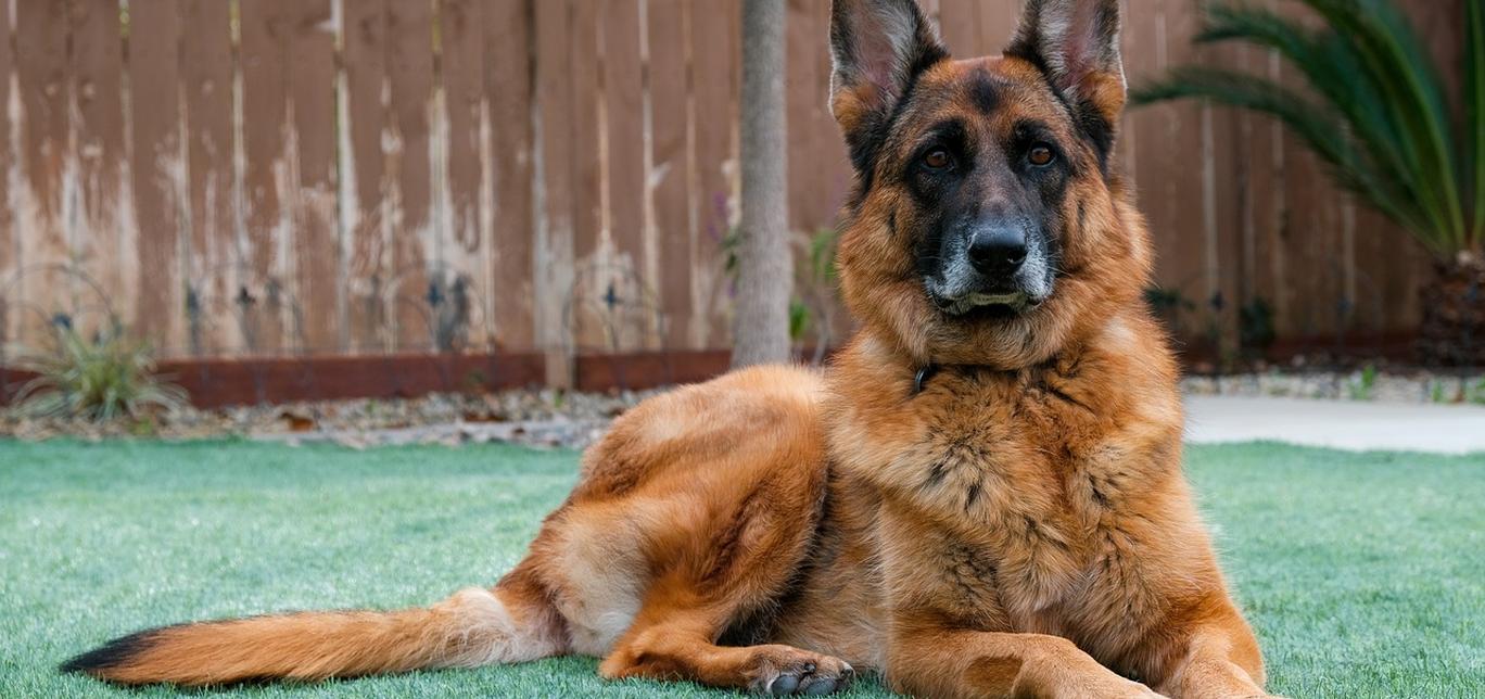 Le allergie nei cani: un approccio comprensivo alla dermatite atopica