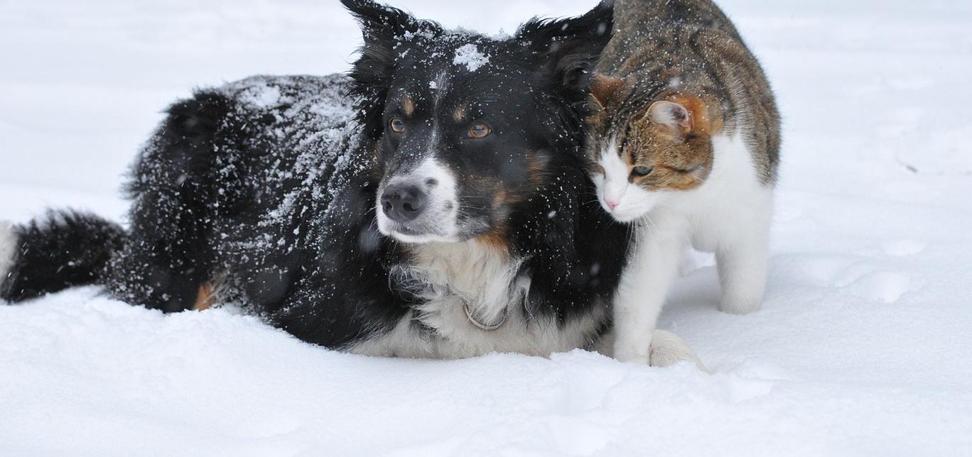 Le pulci sono il parassita esterno più comune nei cani e nei gatti di tutto il mondo